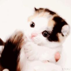 男子第一次买哈士奇晒图问纯不纯,没想到笑喷一群网友:纯炸了!