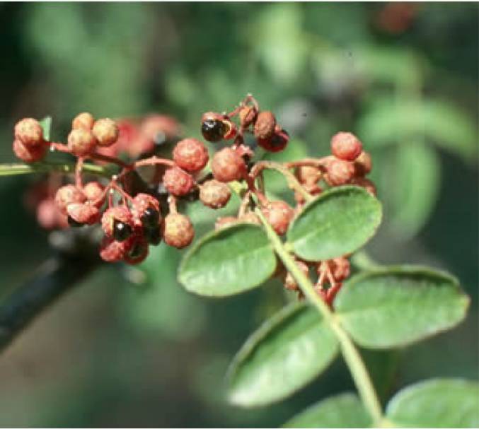 四川人多吃花椒有什么好处,花椒是致癌还是抗癌