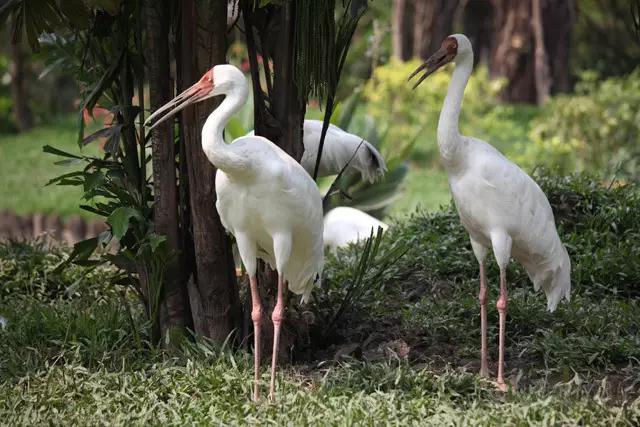 敢不敢来比比鸟？（内含福利）