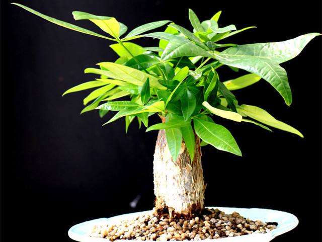 发财树的养殖方法与注意事项,发财树养殖方法和注意事项有哪些