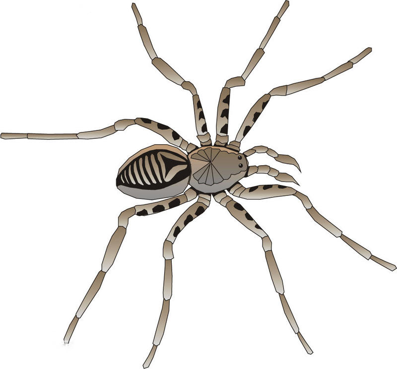 草莓最容易解决红蜘蛛的方法,草莓长红蜘蛛怎么治疗土办法