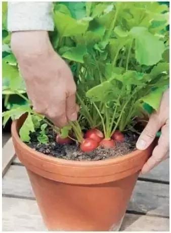 妈！咱家菜园里的鸡蛋发芽了