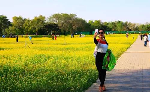 沈阳长白岛油菜花好去处,沈阳北陵区油菜花海
