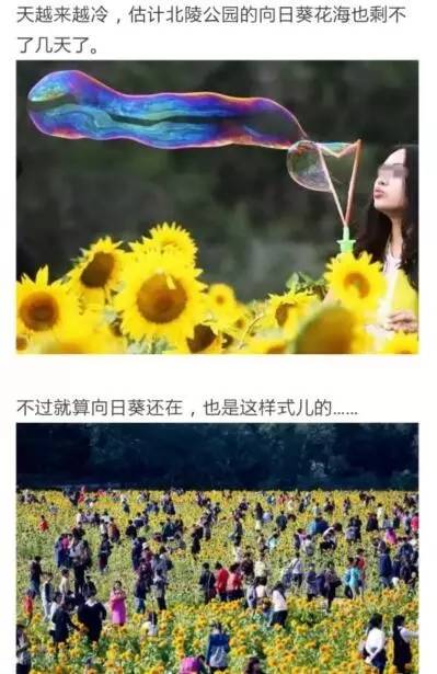 沈阳长白岛油菜花好去处,沈阳北陵区油菜花海