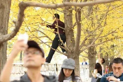 沈阳长白岛油菜花好去处,沈阳北陵区油菜花海