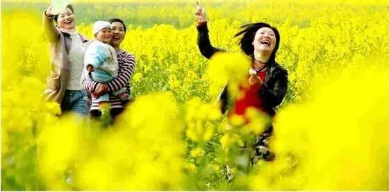 沈阳长白岛油菜花好去处,沈阳北陵区油菜花海