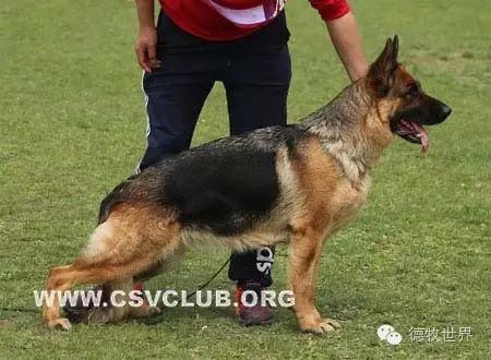 原创丽峰犬舍-VA11小杜的母亲在这里出生