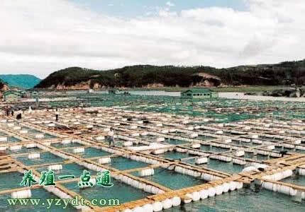 网箱养鱼技术培训,网箱养殖高产技术