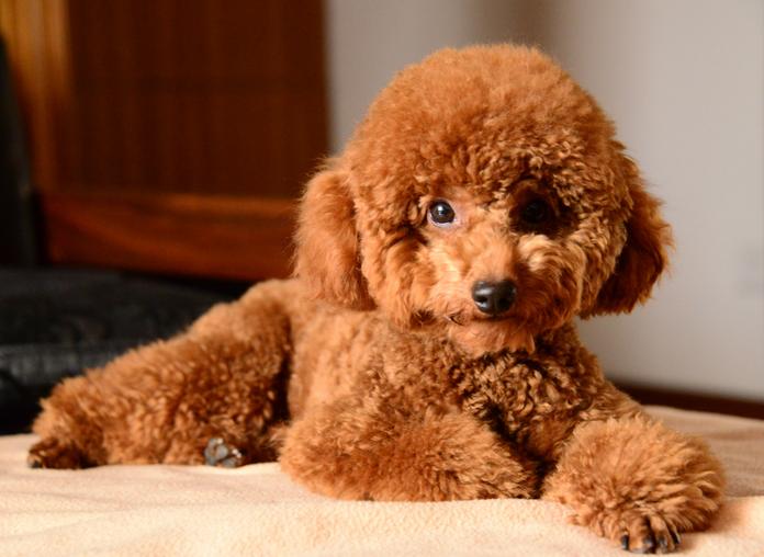 泰迪小奶狗喂养指南最新,喂养小泰迪吃什么狗粮好