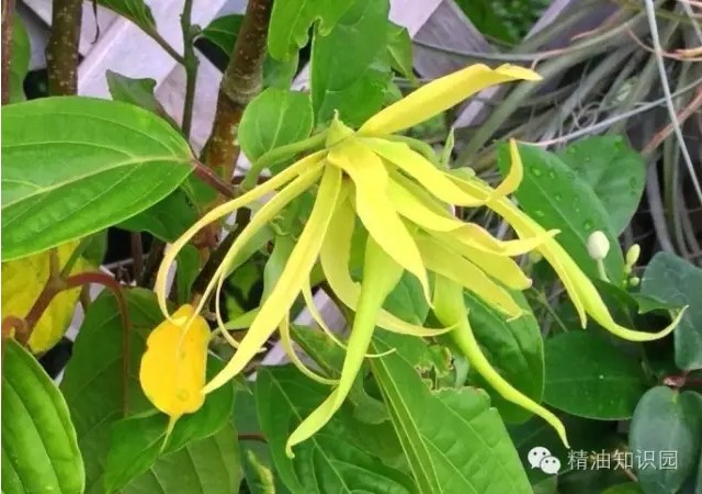 依兰精油特点,依兰和依兰精油有什么区别