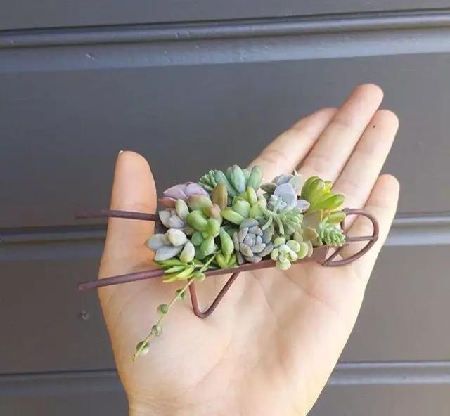 ins多肉,外国大神多肉