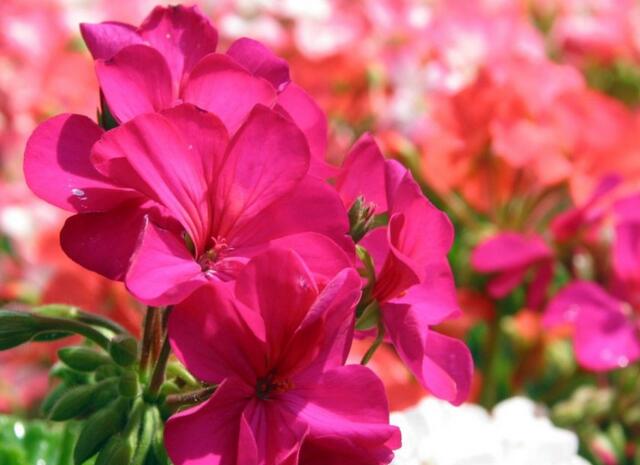 这种植物驱除蚊虫效果不亚于艾蒿,驱蚊虫草哪种最好