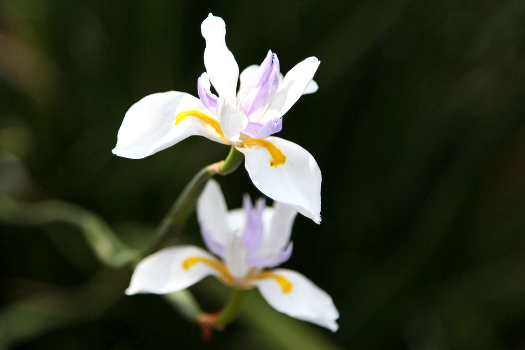 兰花玉肌翠骨、纯朴雅丽。