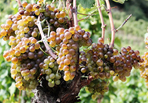 白葡萄哪个品种好吃,进口水果品种大全白葡萄