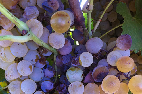 白葡萄品种入门级指南,白葡萄哪个品种好吃