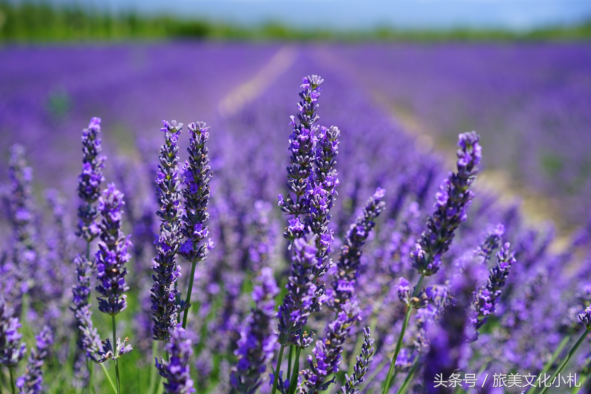 薰衣草花语代表爱情,衣草的花语是等待幸福