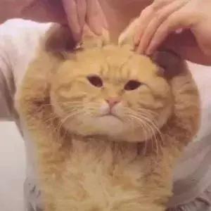 女神节全称国际劳动妇女节,妇女节女王节女神节