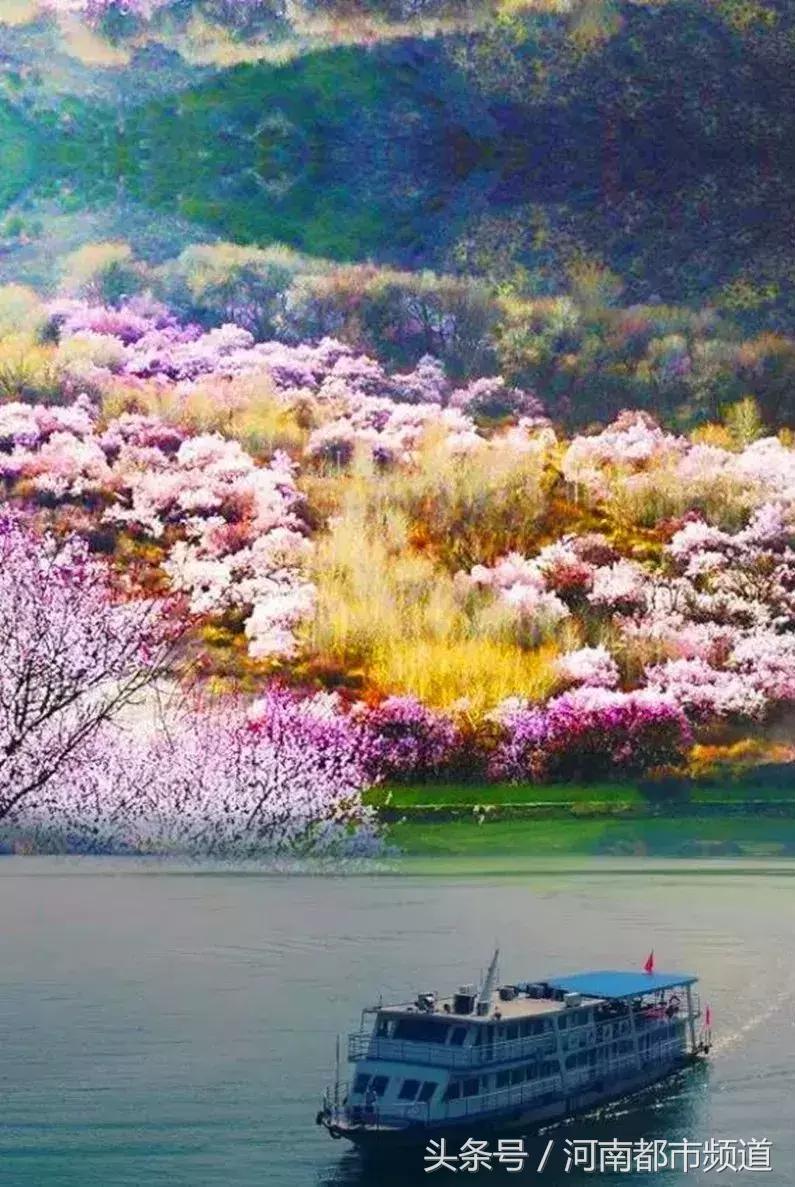 河南最美桃花海,浪漫西藏林芝桃花有多惊艳