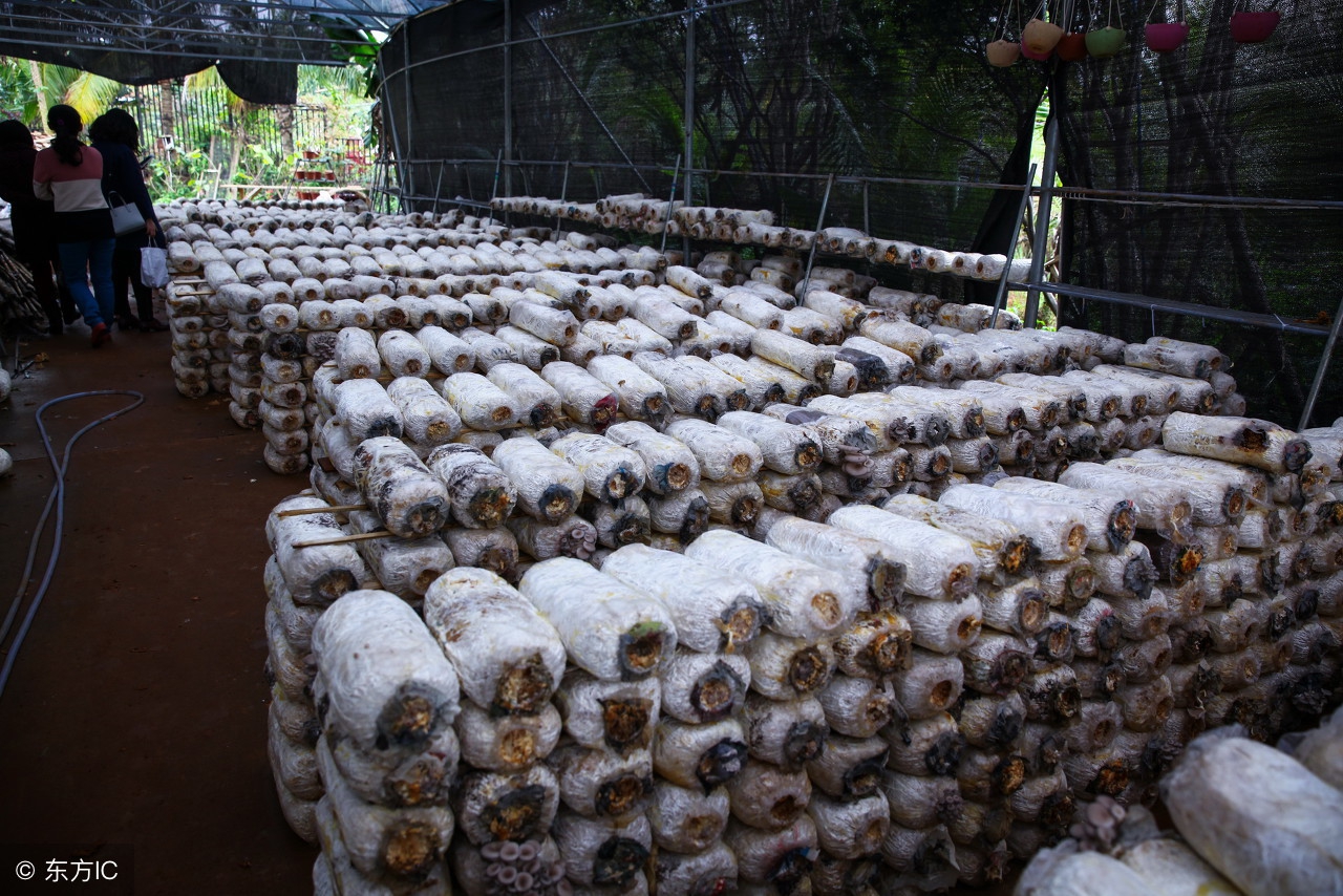 致富经的套路,致富经节目的套路