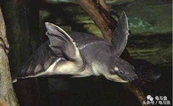 常见宠物龟能长多大的寿命,龟的寿命和使用方法