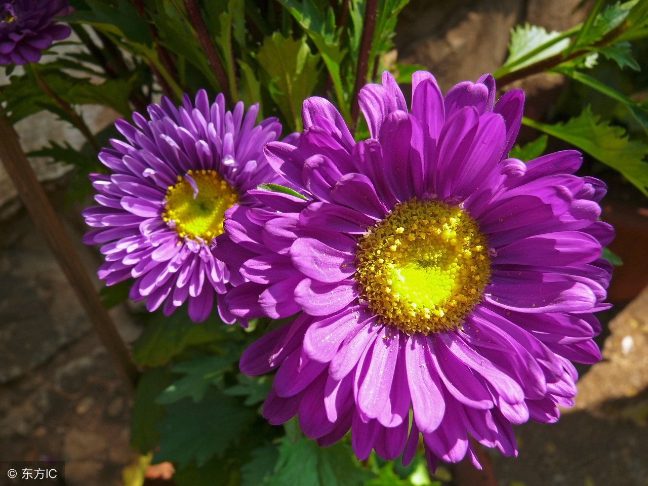 翠菊栽培,盆栽翠菊图片