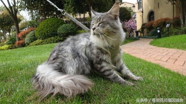 缅因知识科普,真实科普贴