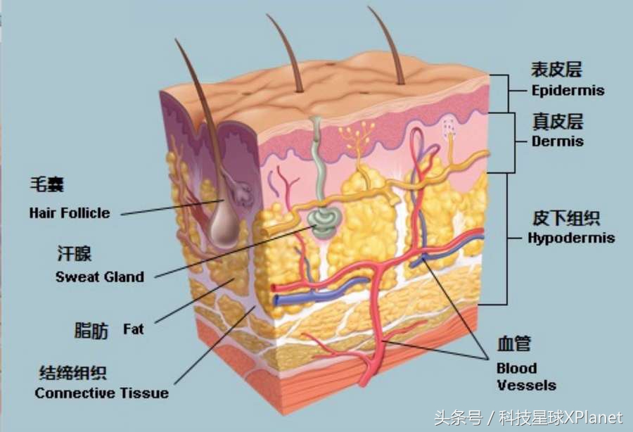 多伦多3d打印,3d面部打印技术