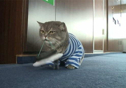 猫船长,魔性猫船长