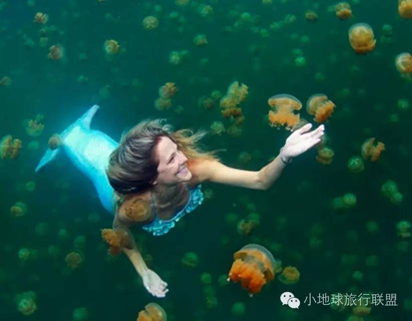 帕劳水母湖水母变少,帕劳水母湖的水母都去哪儿了