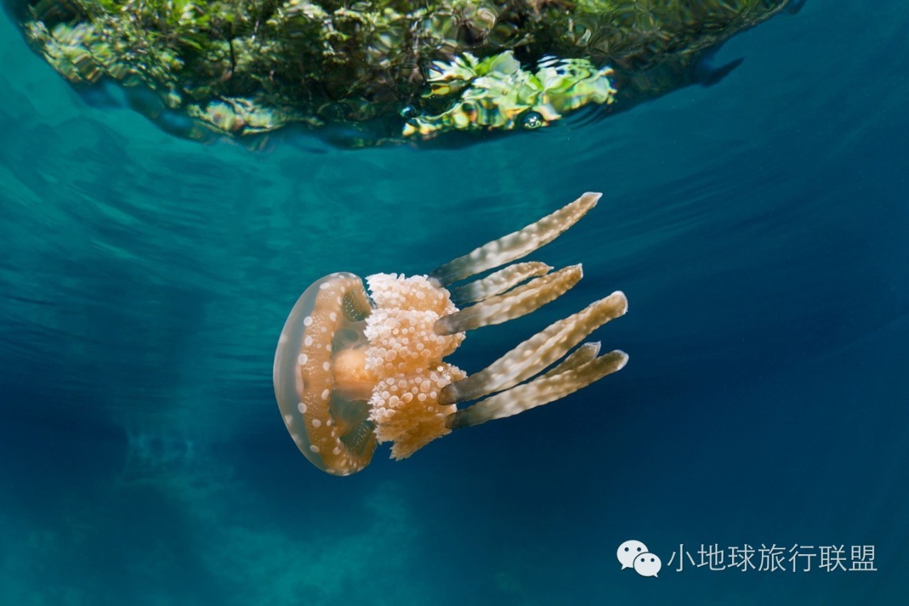 帕劳水母湖水母变少,帕劳水母湖的水母都去哪儿了