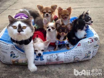 喵老大集齐了7只吉娃娃小弟，可以召唤神龙了，哈哈！