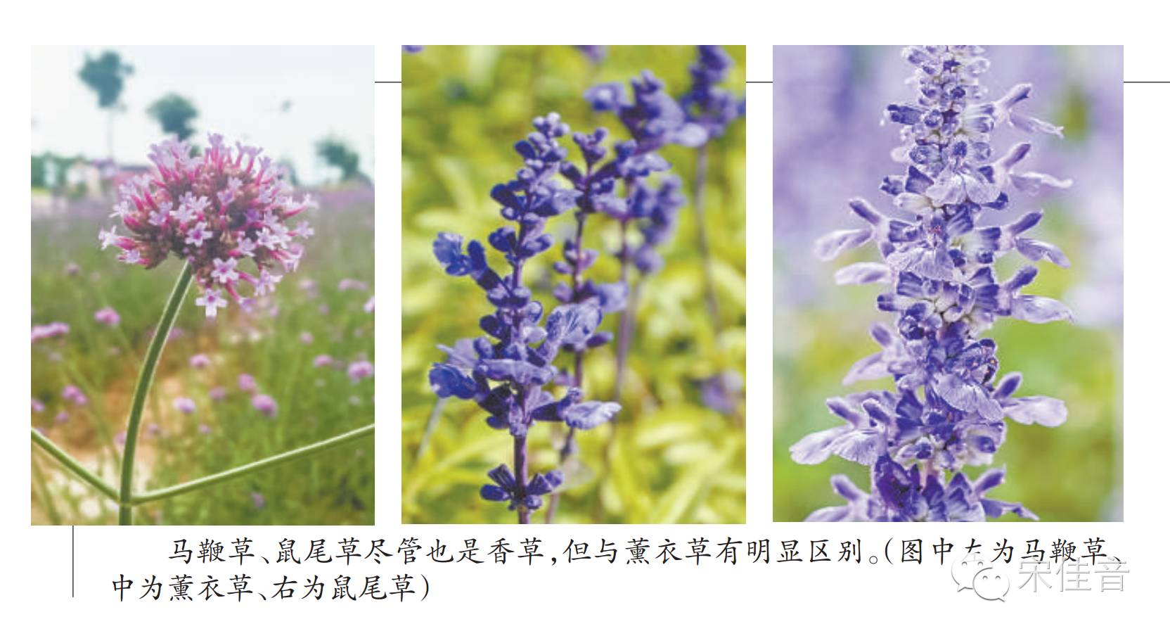 北京薰衣草庄园,北京最大的薰衣草庄园