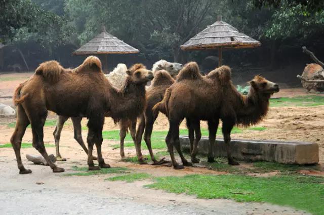 长隆适合小朋友玩的地方,长隆有哪些小朋友可以玩的项目