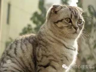 应粉丝要求：各类猫猫在北上广的报价，其他城市可以参考