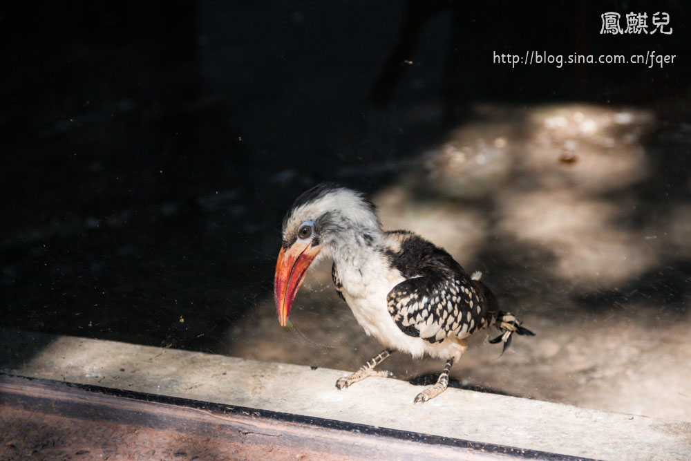 ​[凤麒儿]北京动物园——与动物的亲密接触