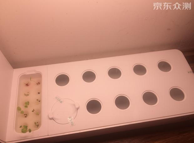 绿色环保农家小菜园,绿色无公害的自家小菜园