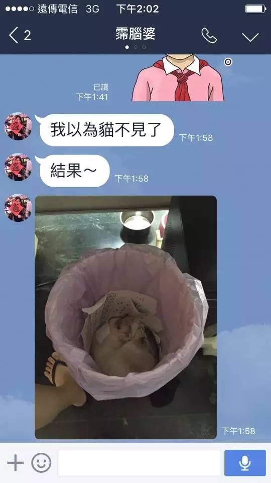 猫突然不见了该怎么办,早上喂猫发现猫不见了