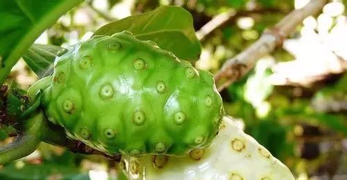 诺丽果有降血糖的作用吗,诺丽果十大健康功效