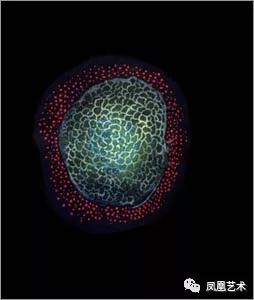 凤凰艺术｜陆蓉之：女神草间弥生，刚刚跨入89岁生日