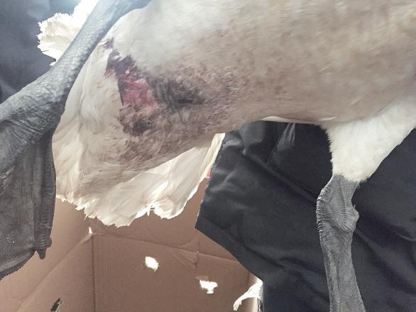 白天鹅受伤迫降宿松村民暖心救助,2只被冻在湖面天鹅获救