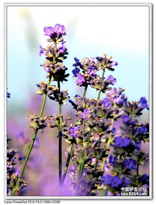 梦里花开——*疆新**，又一次的心动