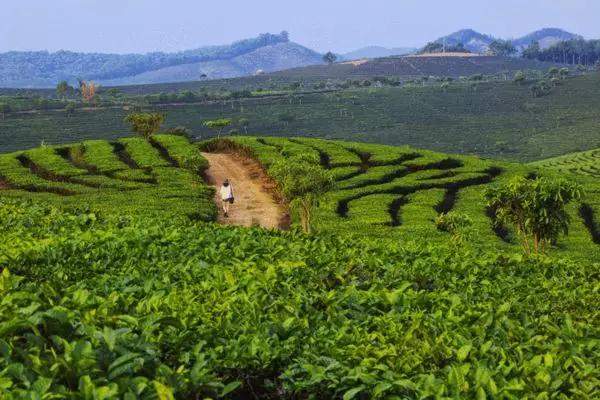 大渡岗茶,大渡岗千年古树茶