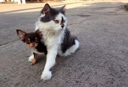 喵老大集齐了7只吉娃娃小弟，可以召唤神龙了，哈哈！