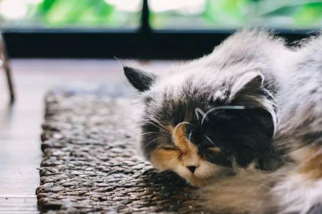 张小娴爱情时光,张小娴所有的相遇