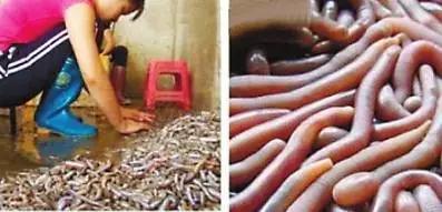 真正的福建美食,福建十大恶心料理