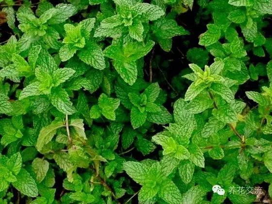 有驱蚊效果的适合室内种植的植物,夏日庭院必种的16种驱蚊植物