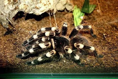 适合新手养的蜘蛛推荐,新手推荐蜘蛛品种