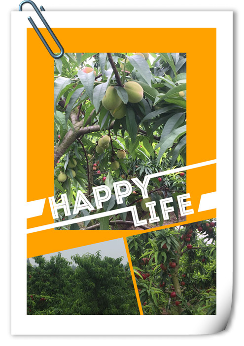 微商分销电商,微商的分销商去哪里找