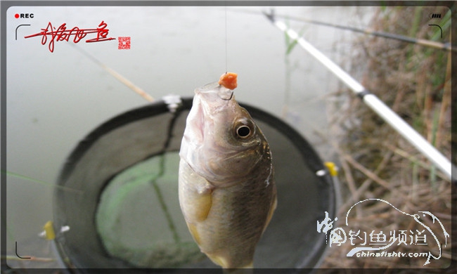 风雨无阻之我爱飞鱼去‘*欢寻**’！