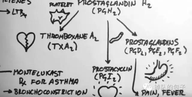 迷之月见草——那些代购不会告诉你的月见草知识全科普